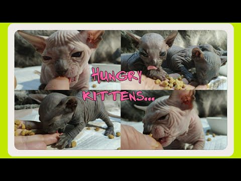 baby-kittens-eating-dry-food-for-the-first-time🔻cuteness-overload-|-don-sphynx-asmr