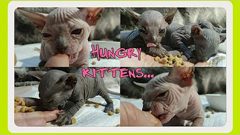 Watch the video about Baby Kittens Eating Dry Food for the First Time🔻Don Sphynx ASMR