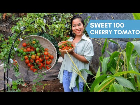 Video: Menanam 100 Tomato Ceri Manis – Cara Menanam Pokok Tomato 100 Manis