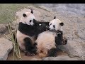 【なかよく奪い合い♪】桜浜＆桃浜のたけのこタイム❤【ふたごパンダ】Giant Panda -Ouhin&Touhin-☆ bamboo shoot♪