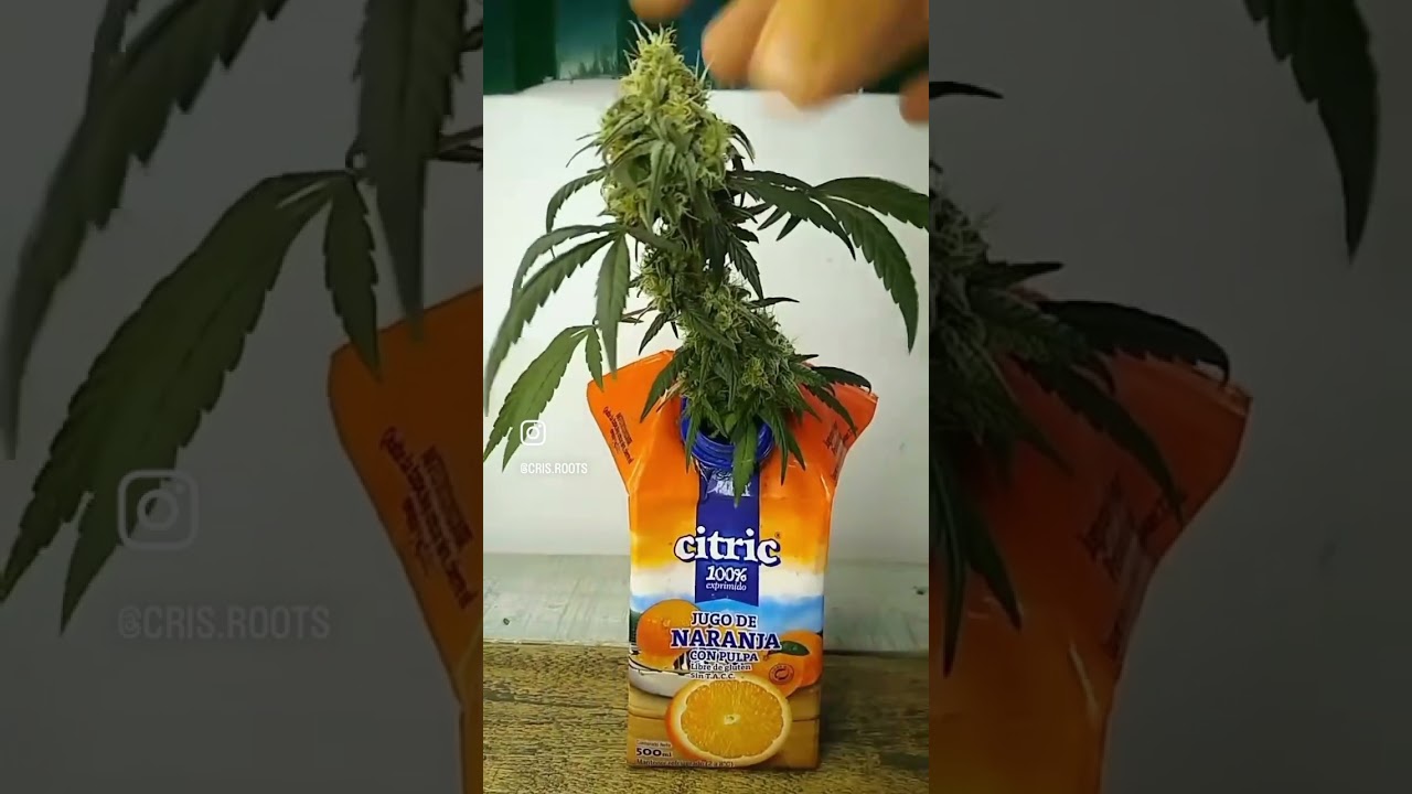 Microcultivo 60 dias