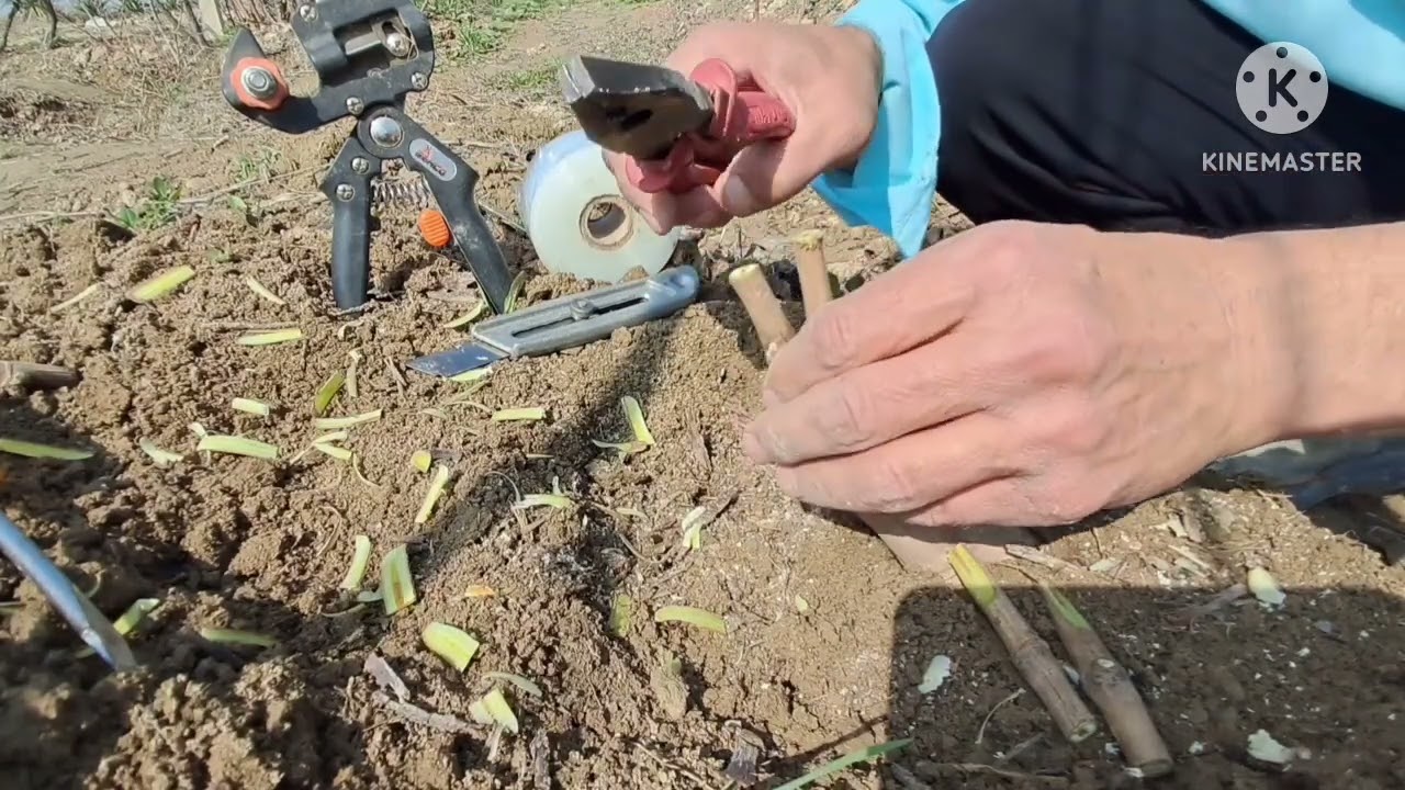 پیوند اسکنه انگور/Grape chisel grafting🍇 🍇 🍇 