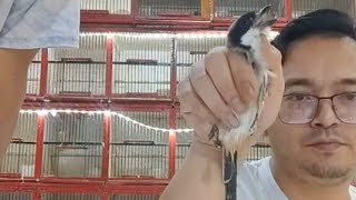 Download Lagu Loh kok bisa burung di obral murah sekali ciblek semi cipo Ciwa cucak ranting Sir gunting abu MP3