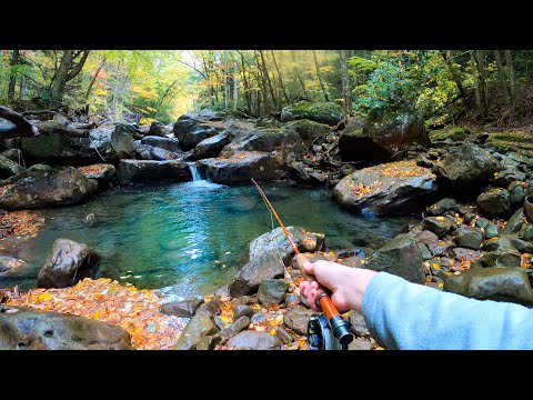 The Most Beautiful Fish on Earth Live Here!! (Creek Fishing for Brook Trout)