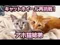 アホ姉弟、キャットホイール再挑戦！ Another try at the cat wheel