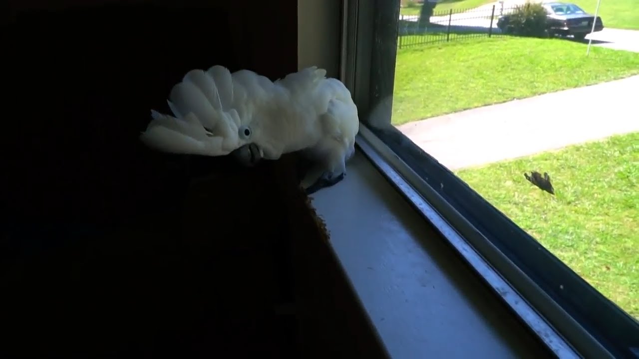 mothman Mothra is Outside the Window! RUN Onni!