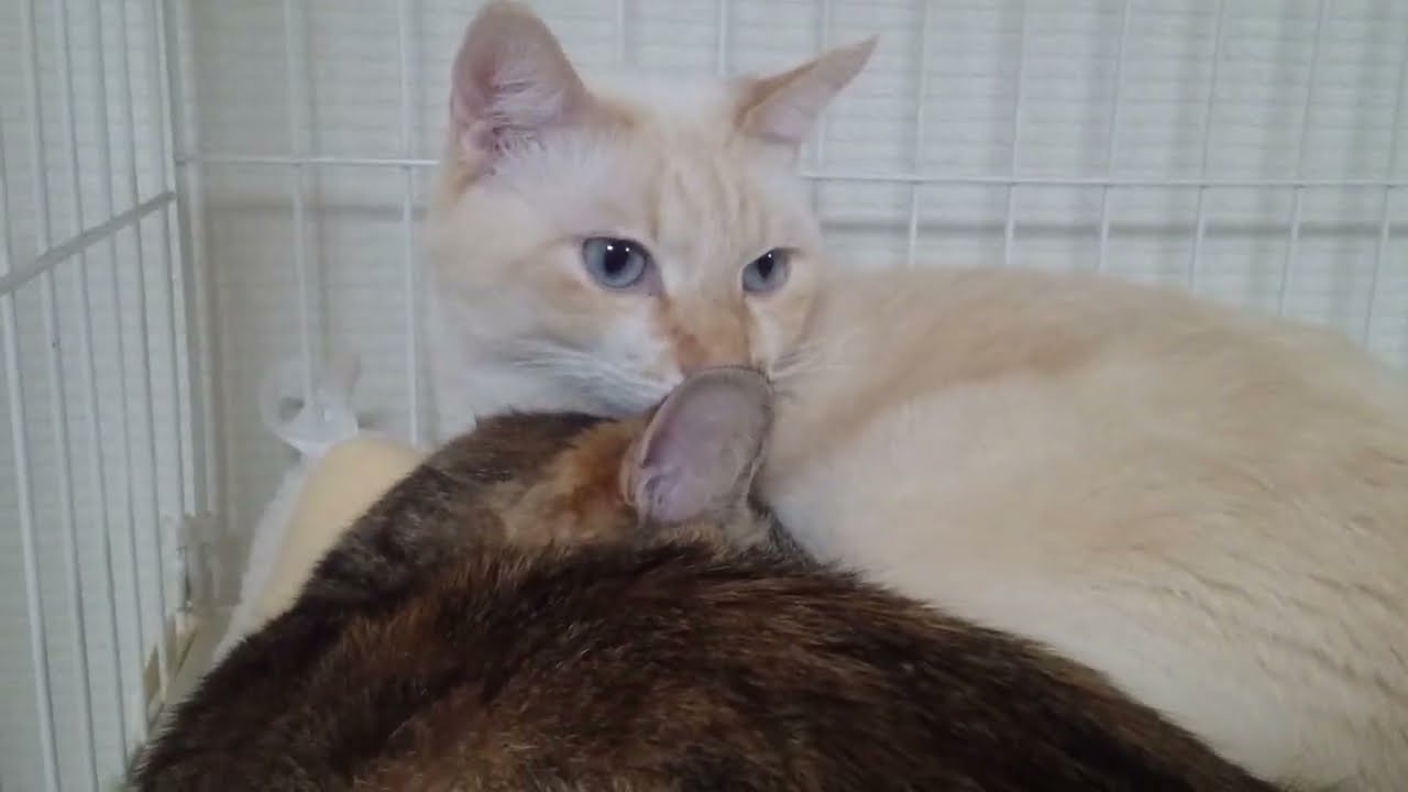 拾いねこ＠生後4942/867日目　寄り添うツキユキ。