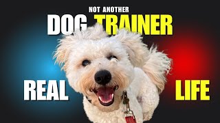 Detailed Poodle mix bichon Frise training - A real LIFE adventure Information
