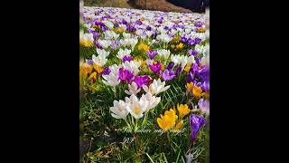 Pranvera Dhe Lulet E Majit.