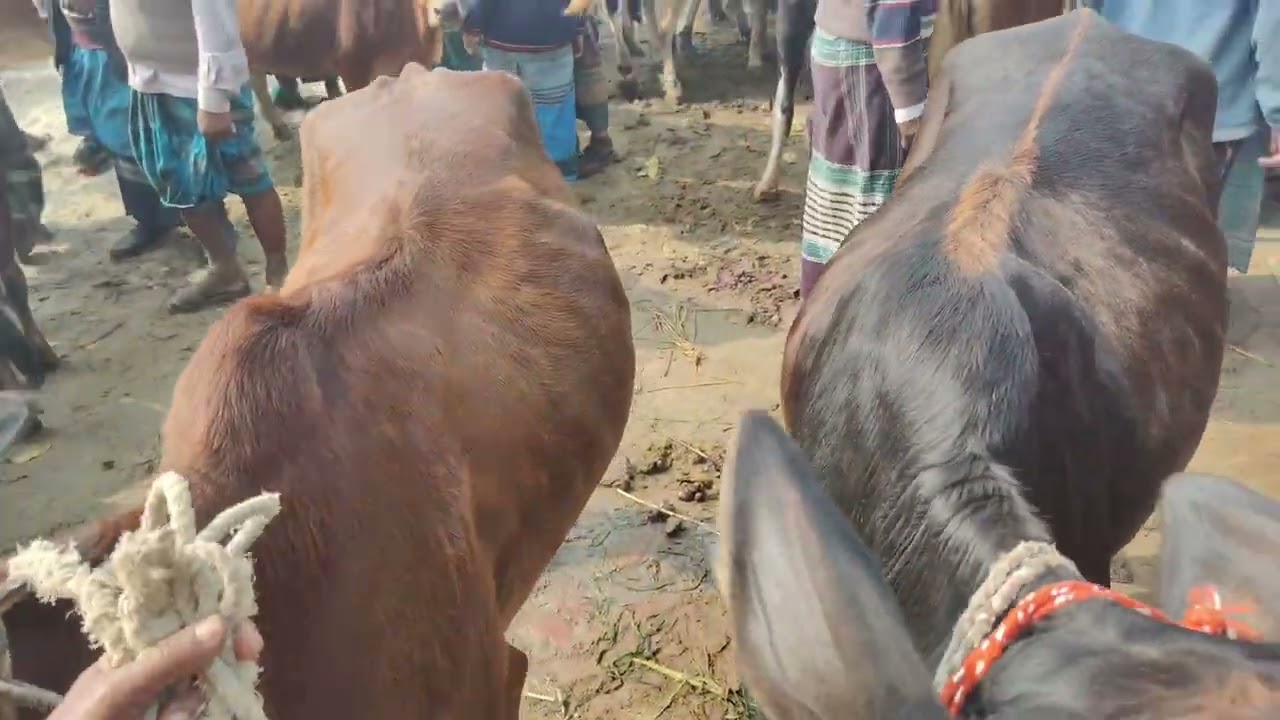  ভালো মানের কিছু গাব গরু নিয়ে   আলোচনা।। 