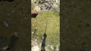 #fishcatch #netfishing #hookfishing #traditionalfishing #handfishing #fishtrap #fishingtechnique #d