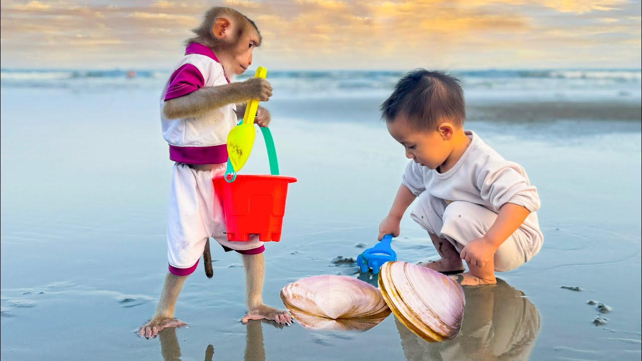 Monkey Kaka and Diem explore and harvest clams at the beach