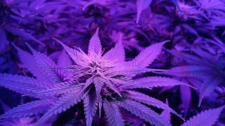 How to grow lowkey 101.pt 62 Bloom 25days