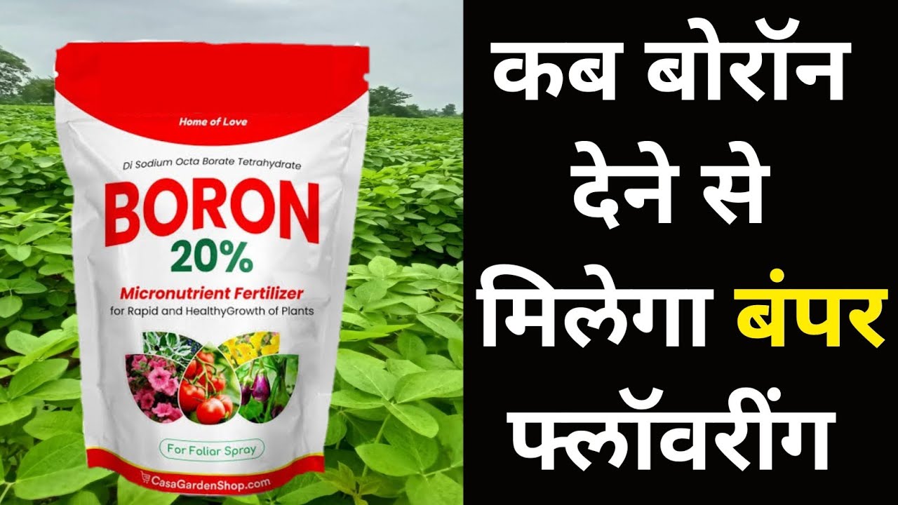 कब बोरॅान देने से मिलेगा बंपर फ्लॅावरींग । Boron