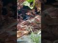 Little zebra pleco not shy at all in The Peak