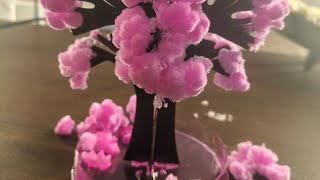 Come with me to unpack a Magical Sakura tree🩷✨