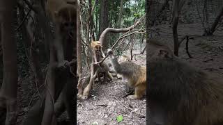 When Mom Says NO Climbing 🐒🚫 | Monkey Mom = Asian Mom Energy | Baby Wanted Tree. Mom Said NO.