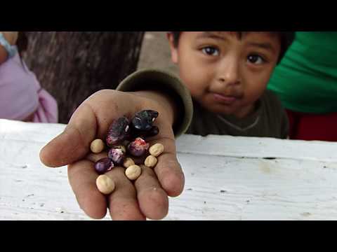 Vidéo Petite vidéo explicative sur les protéines végétales et leurs bienfaits , pour la chaire ANCA.