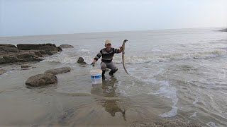 退潮后搁浅各种海货，老渔民翻开石头寻找，猛浪还打上来一条大货