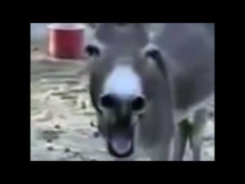 Swiss Solider Gets Wrecked 