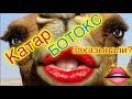 Эксклюзивные ВЕРБЛЮЖЬИ БЕГА Выигрывают Роботы! (57000000$)/Катар