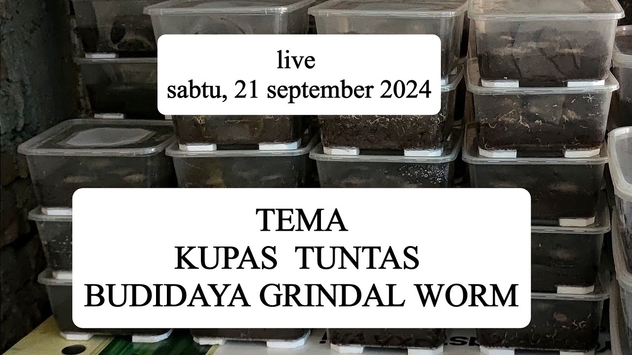 kupas tuntas cara budidaya grindal worm