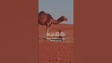 أفلا ينظرون إلى الإبل كيف خلقت  || سورة الغاشية ||الشيخ عبد الباسط عبدالصمد