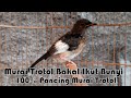 Ampuh Pancing Trotol Murai Batumu Bunyi Shama Lovers Mp3 - Mp4 Download