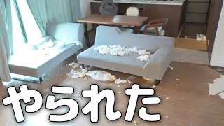 買い物から帰ったら家が荒らされていました。