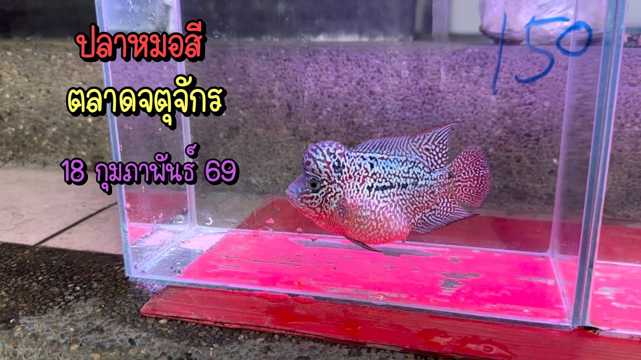 Zing’s Day l ปลาหมอสีตลาดจตุจักร 18 กุมภาพันธ์ 69