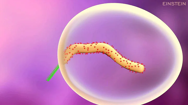 How Ebola Virus Infects a Cell