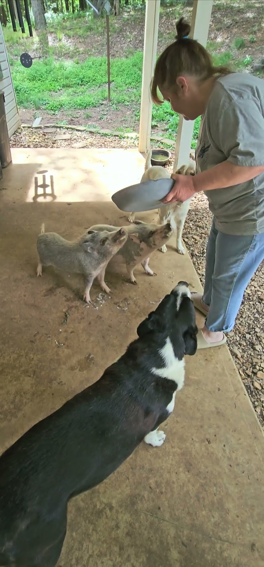 Gravy Train at Perrydise Acres! Pups and Pigs eating leftover country ...