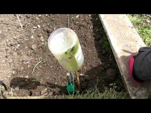 Planting out Onions & Sowing Carrots - Claire&rsquo;s Allotment - Part 317