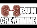 ✔✔✔ What is BUN and Creatinine - Kidney Function Test ✔✔✔
