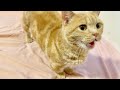 おしゃべり猫ちゃーぼーとの癒し時間。
