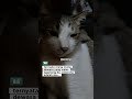 Jjur kyk 😺 Marah y mrah aja, sedih y sdih aja. Jgn dpendam, bkn umbi2an jg #catvideos #niratisaya
