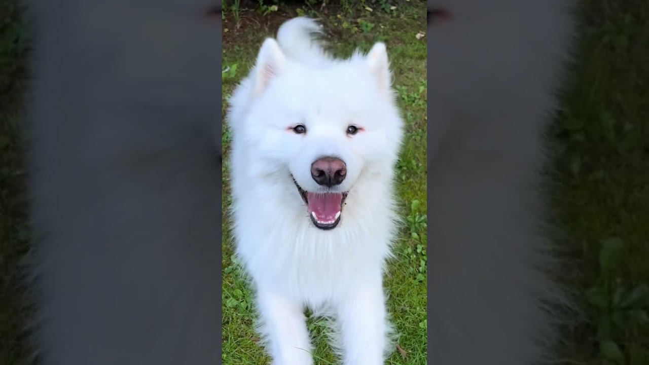 Jestem tani w utrzymaniu #dogs #puppy #dog #samoyed #pets