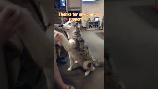 Husky COOKIE  doing tricks #shorts #trending #viral #dogs #shortvideo #husky #tricks #cute #animals