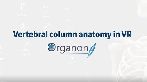 Vertebral column anatomy within 3D Organon VR anatomy