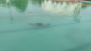 50m full underwater length ,olympic size pool .. dynamic apnoea without fins (DNF)