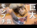 【 ムック本 】モンプチ ほんものそっくり！ふわふわ収納ボックスBOOKを三毛猫と開封レビューしてみた【 宝島社 】