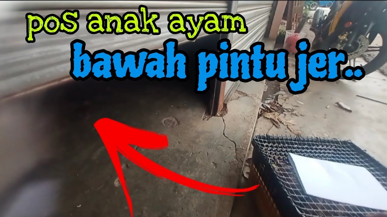 [Episod1384] telur mcm dah nak menetas dan ini cara mudah pos anak ayam.