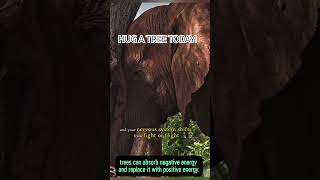 You Won’t Believe What Happens When You Hug a Tree!#treehugging #naturehealing#science #mindbody
