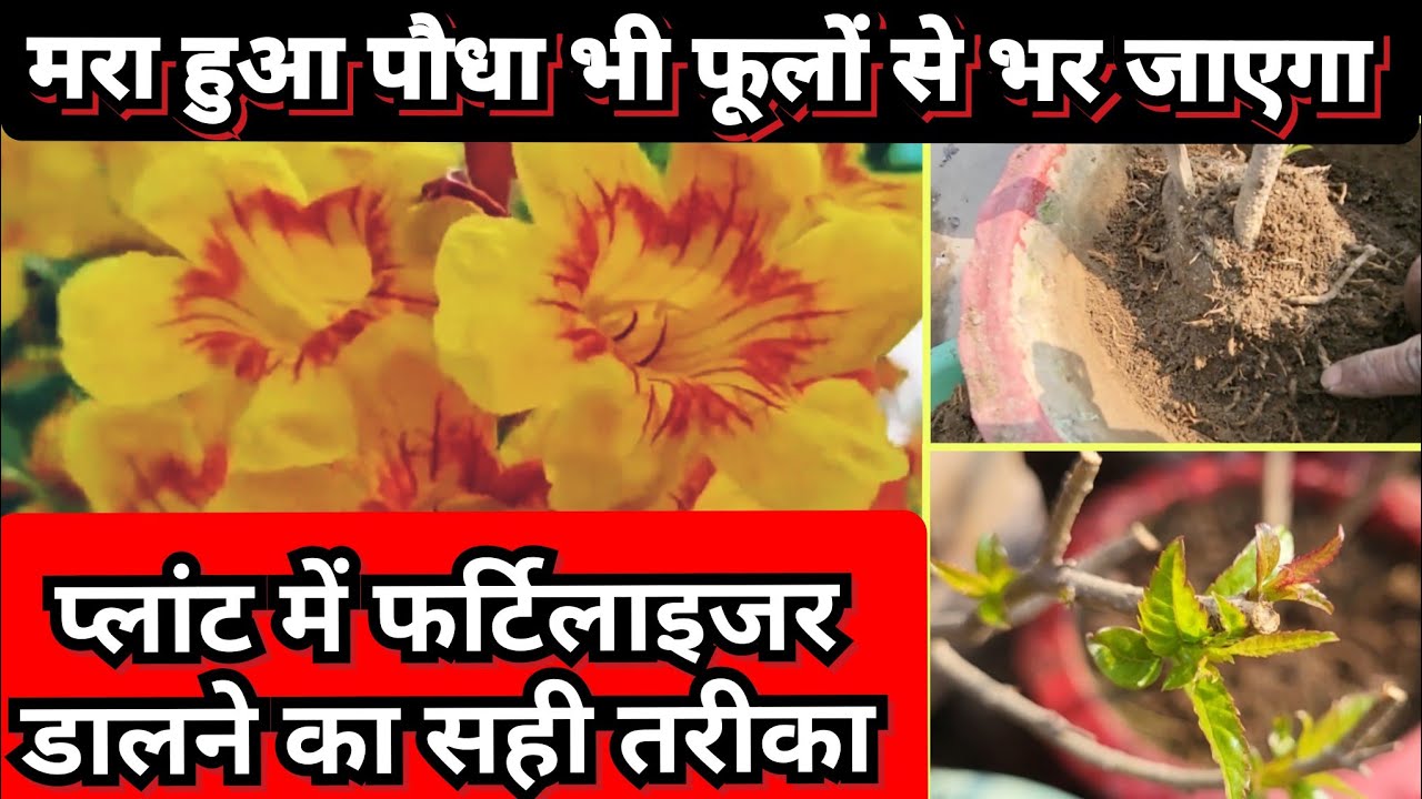Tecoma plant care | Tecoma plant fertilizer | New tricks for more flower | Yellow bells | गोरी चोरी