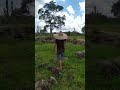 O SERTANEJO SE AGRADA COM A CHUVA NO SERTÃO 🏜️🏜️#nordeste #agro #viral