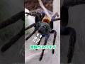 糸にも毒はある???#タランチュラ