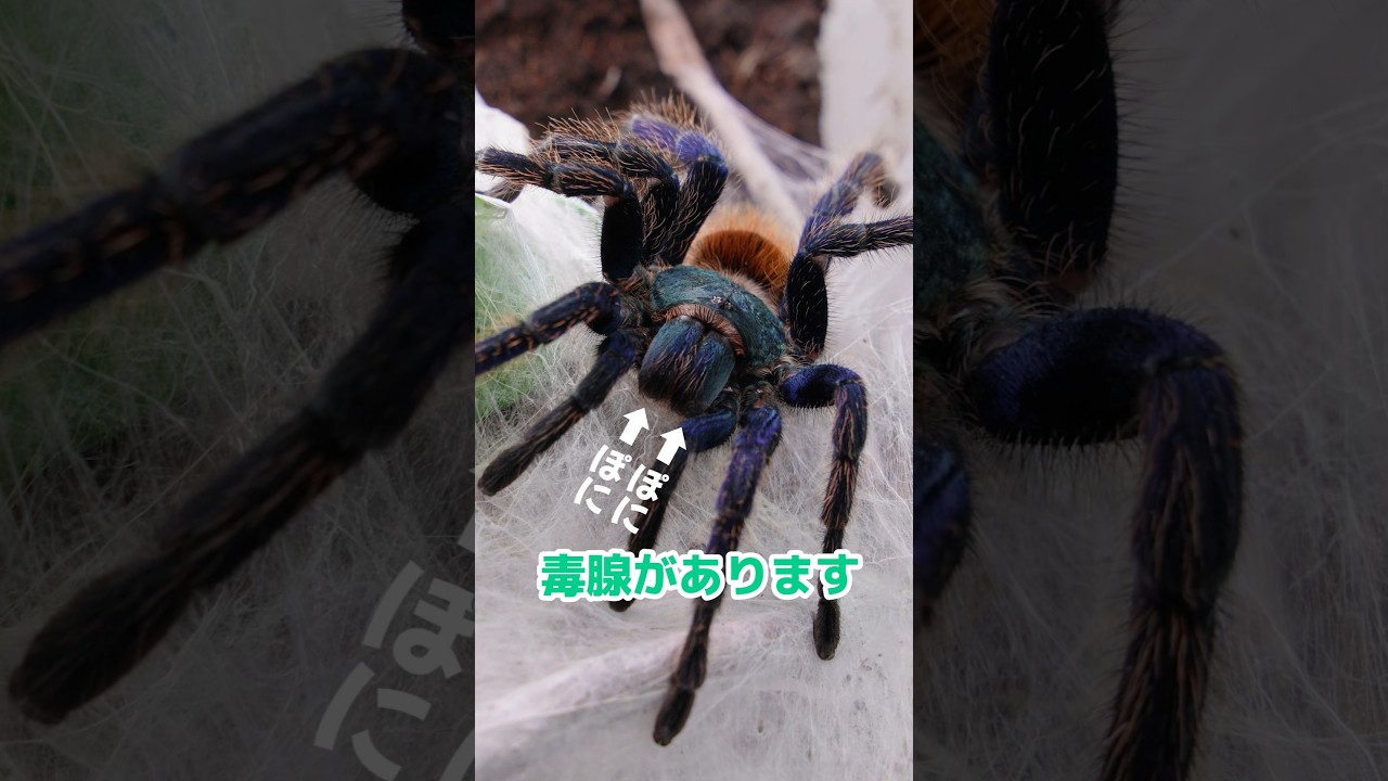 Is the thread poisonous? #tarantula - YouTube