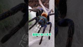 Is the thread poisonous? #tarantula - YouTube