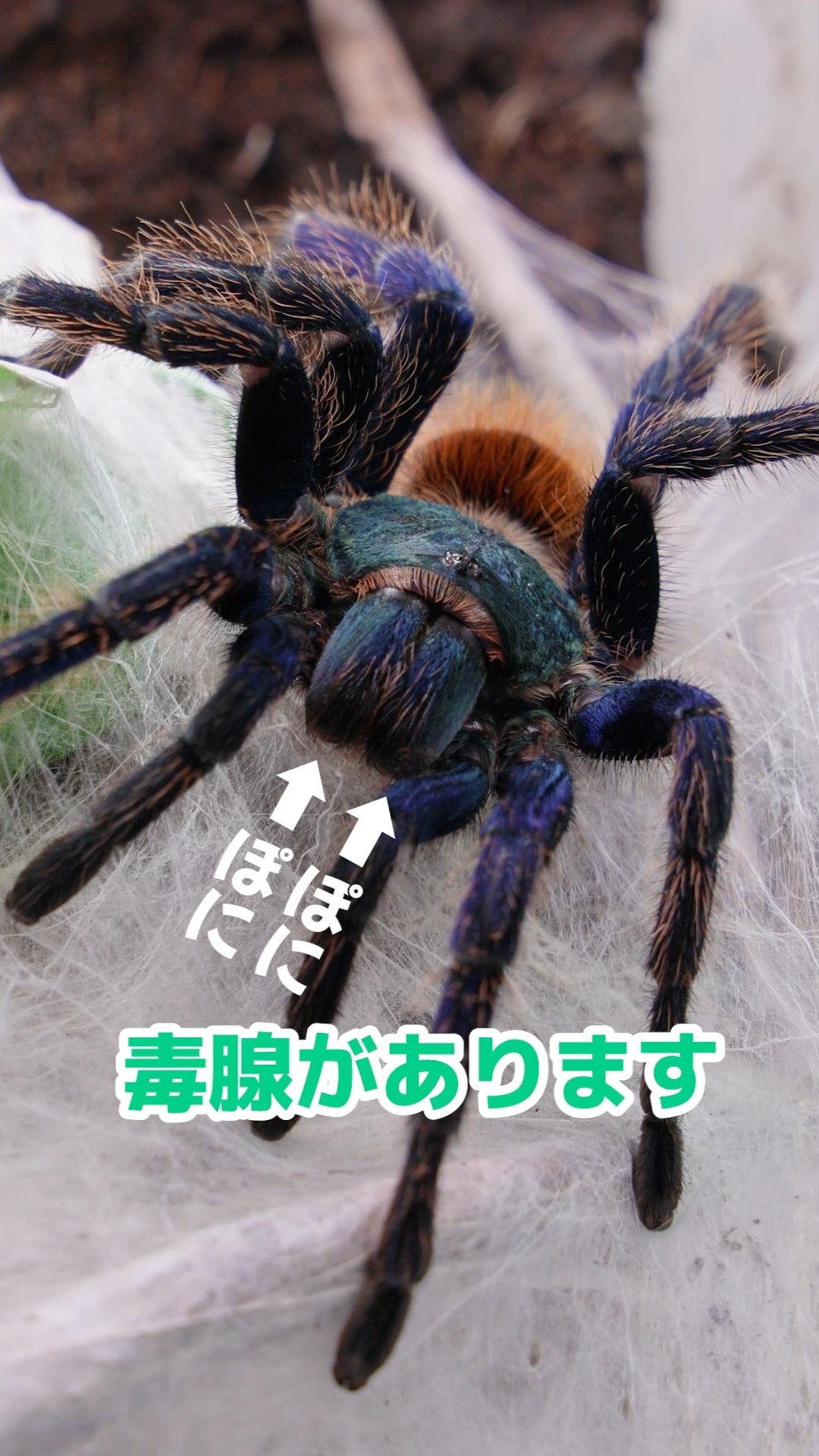 Is the thread poisonous? #tarantula - YouTube