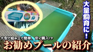 メダカの大量飼育するならコレ！安く大型で簡単に作れるプール！ - YouTube